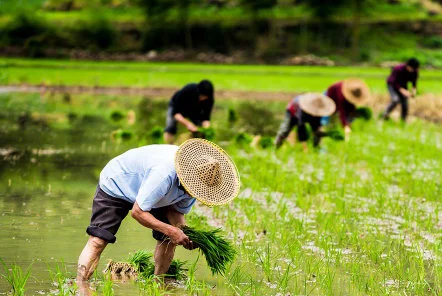 我國水稻小麥自給率連續5年達