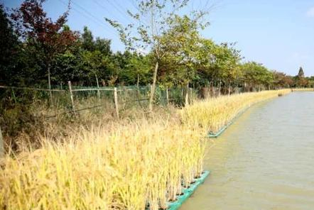 湖州泗安鎮把水稻種在水上 產量穩定且能凈化養殖尾水